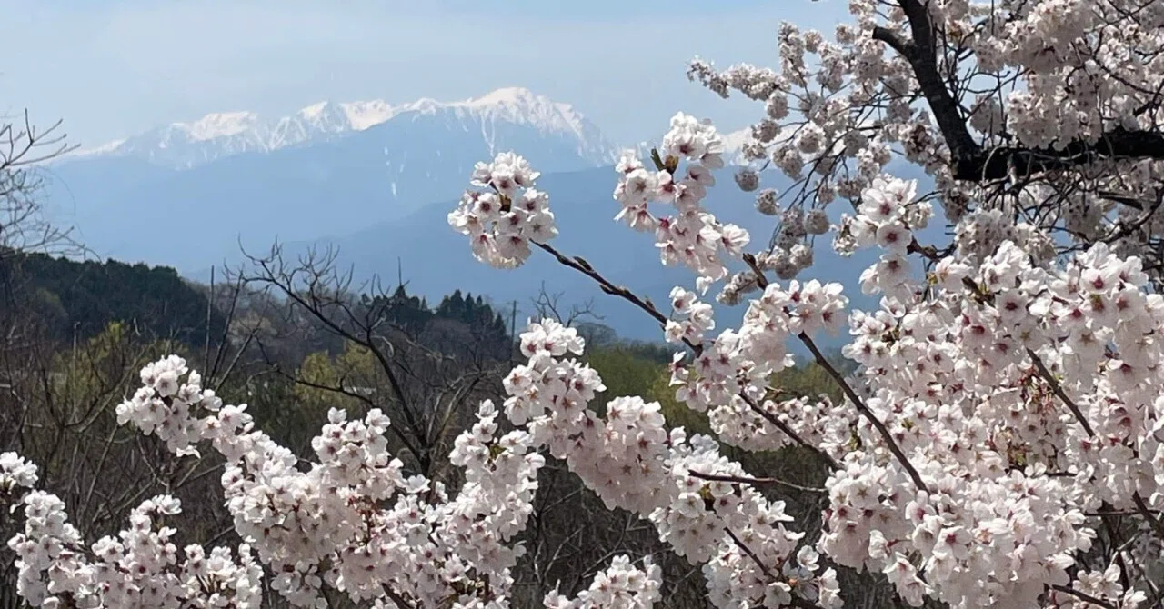 桜の咲く信州伊那・高遠の旅記録｜りょっく