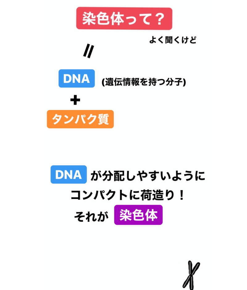 細胞分裂 伊藤 陵亮 Note