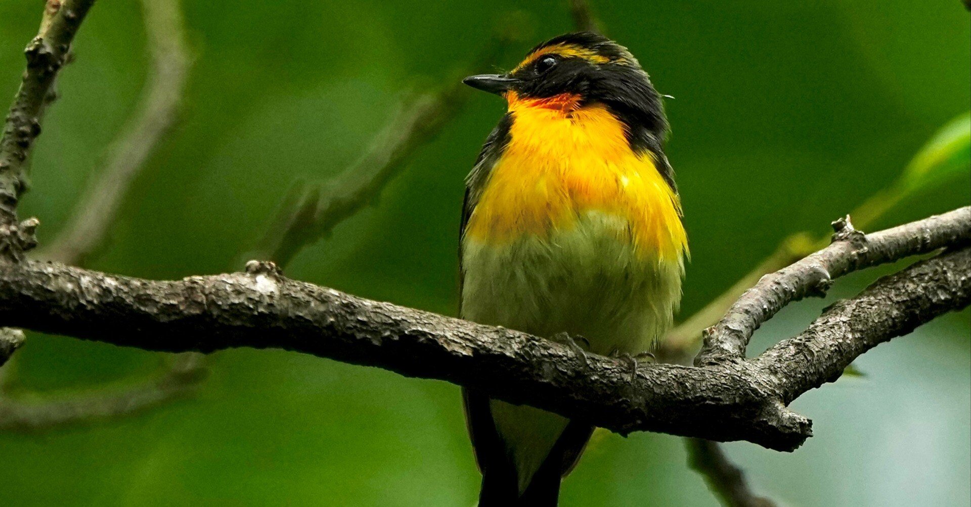 キビタキ　レジンヘアゴム　夏鳥　野鳥 キビタキ レジンヘアゴム 夏鳥 野鳥 キビタキレジンヘアゴム夏鳥野鳥