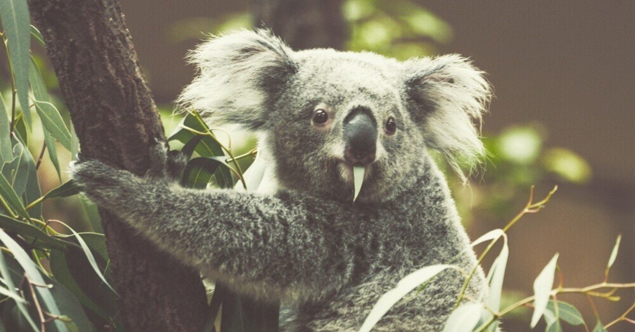 今年のおやつはコアラのマーチ Yuricamera 寺島由里佳 Note 今年のおやつはコアラのマーチ Yuricamera 寺島由里佳 Note