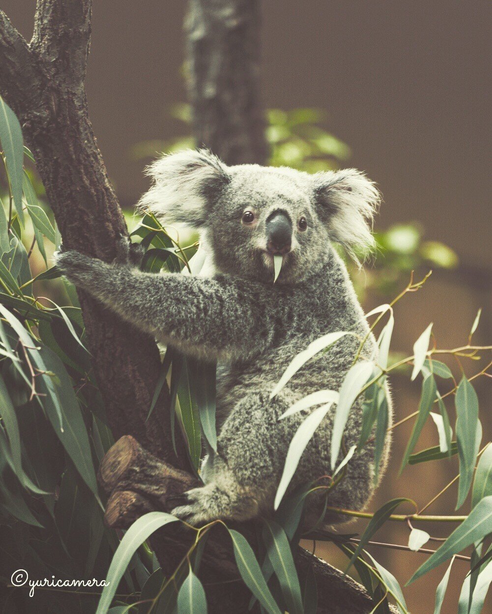 今年のおやつはコアラのマーチ｜yuricamera / 寺島由里佳