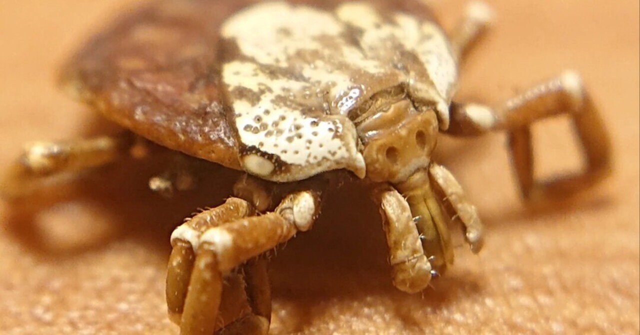 虫と回文：マダニ（タカサゴキララマダニ）｜ぱぴりお(虫と回文)