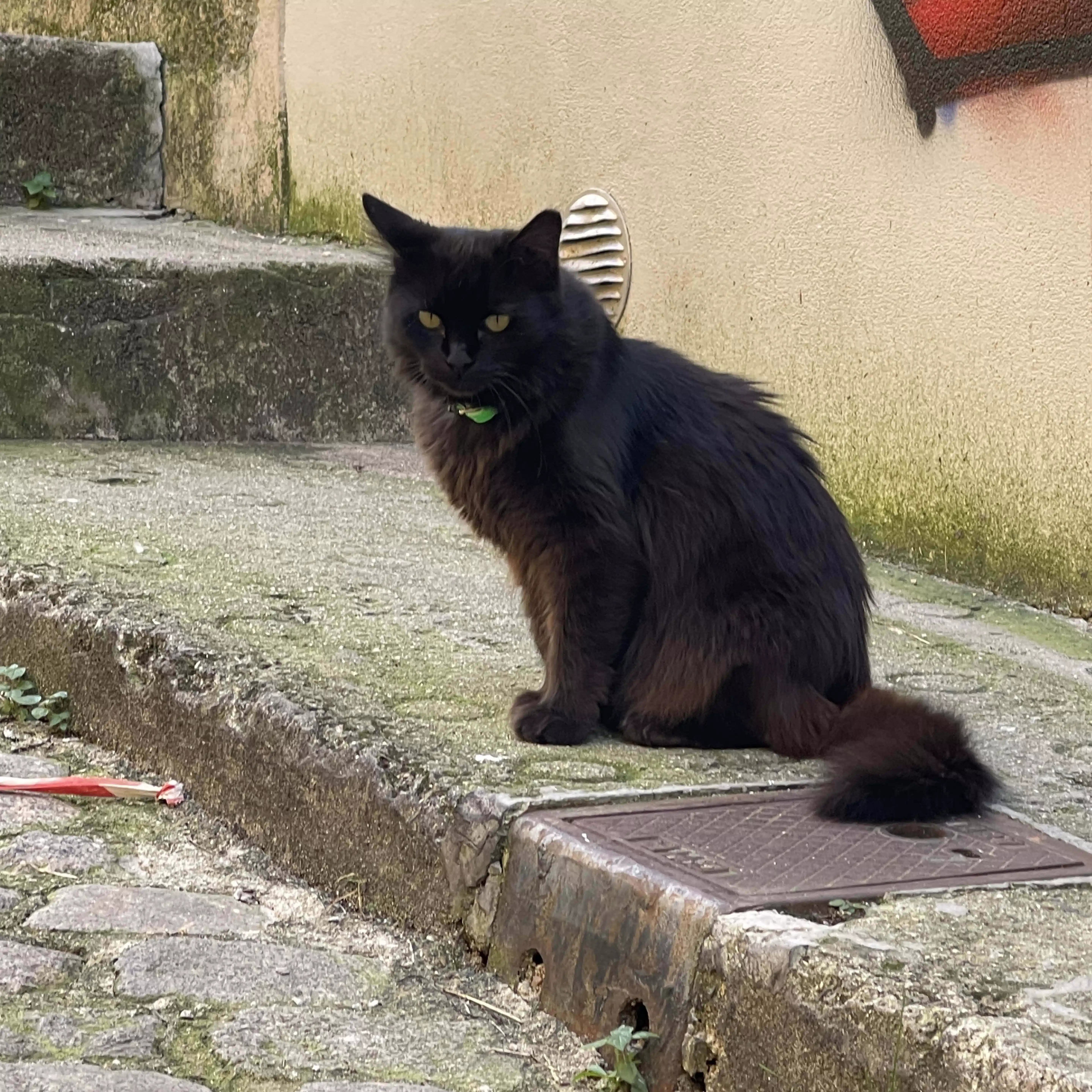 哲学猫