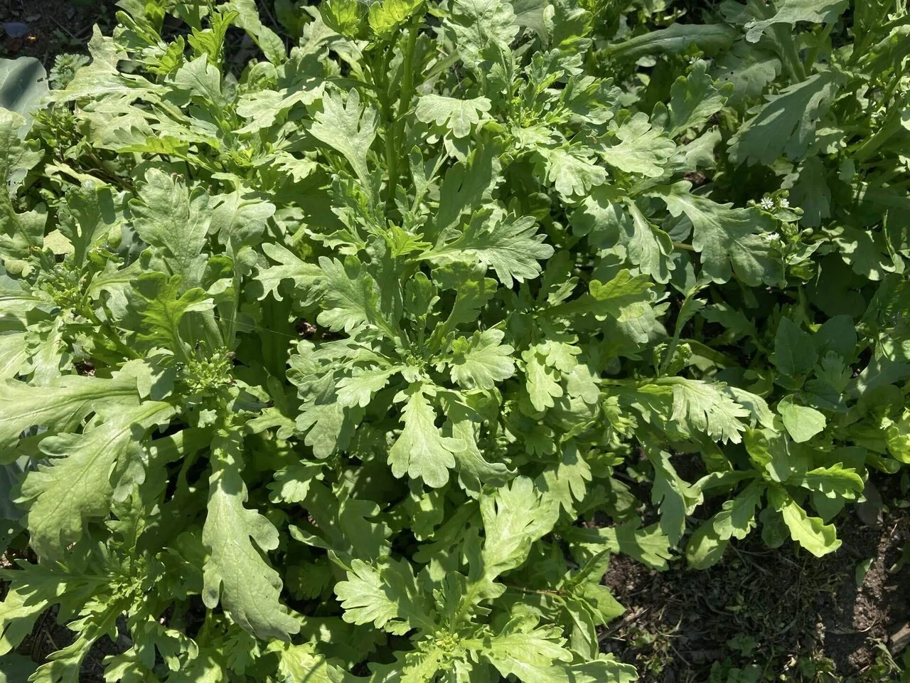 GWの庭作業】春菊食べてたら、春が終わった。｜猫様とごはん
