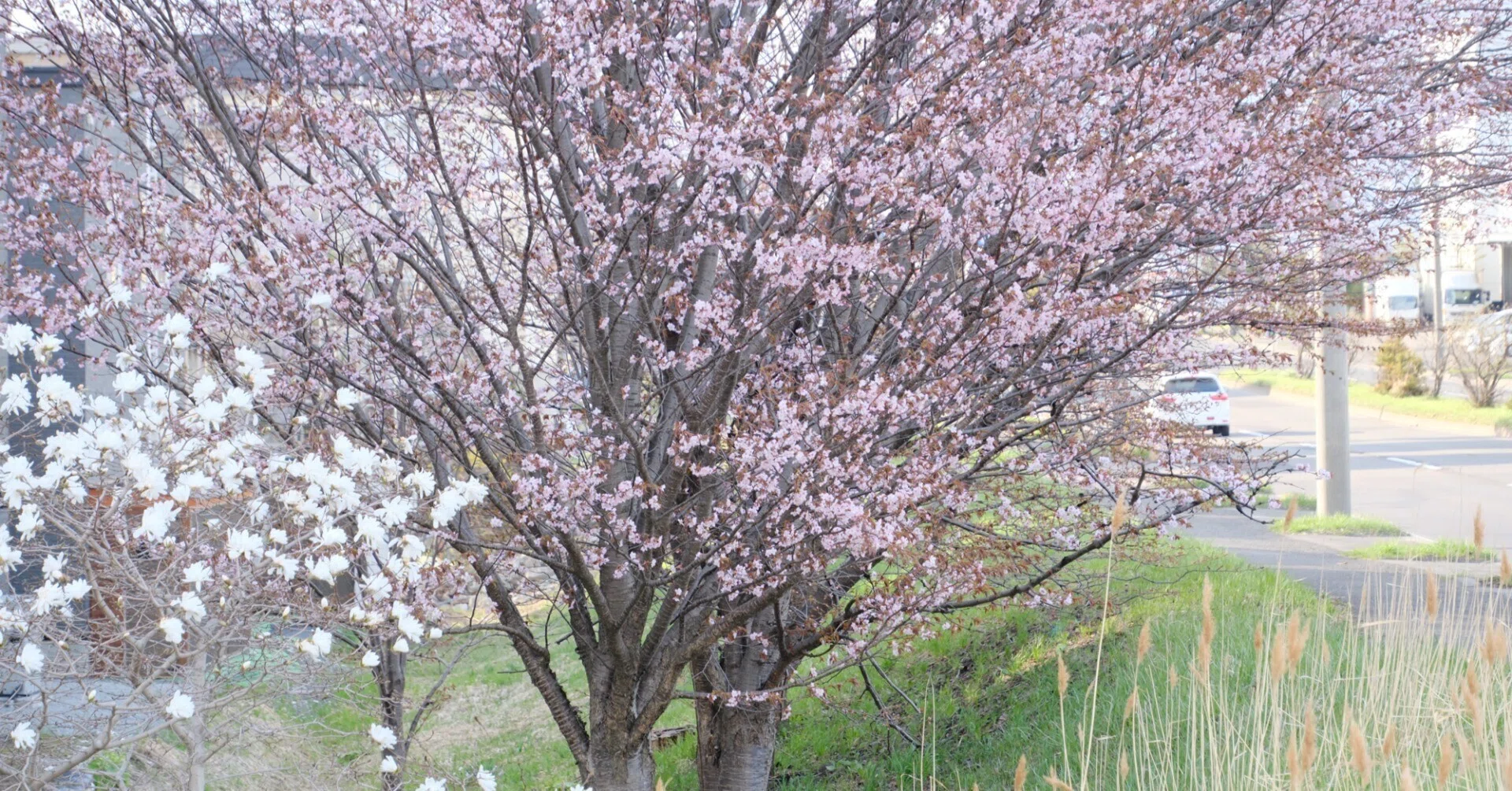 X-T5】桜がやってきた！2025年4月26日｜No.54