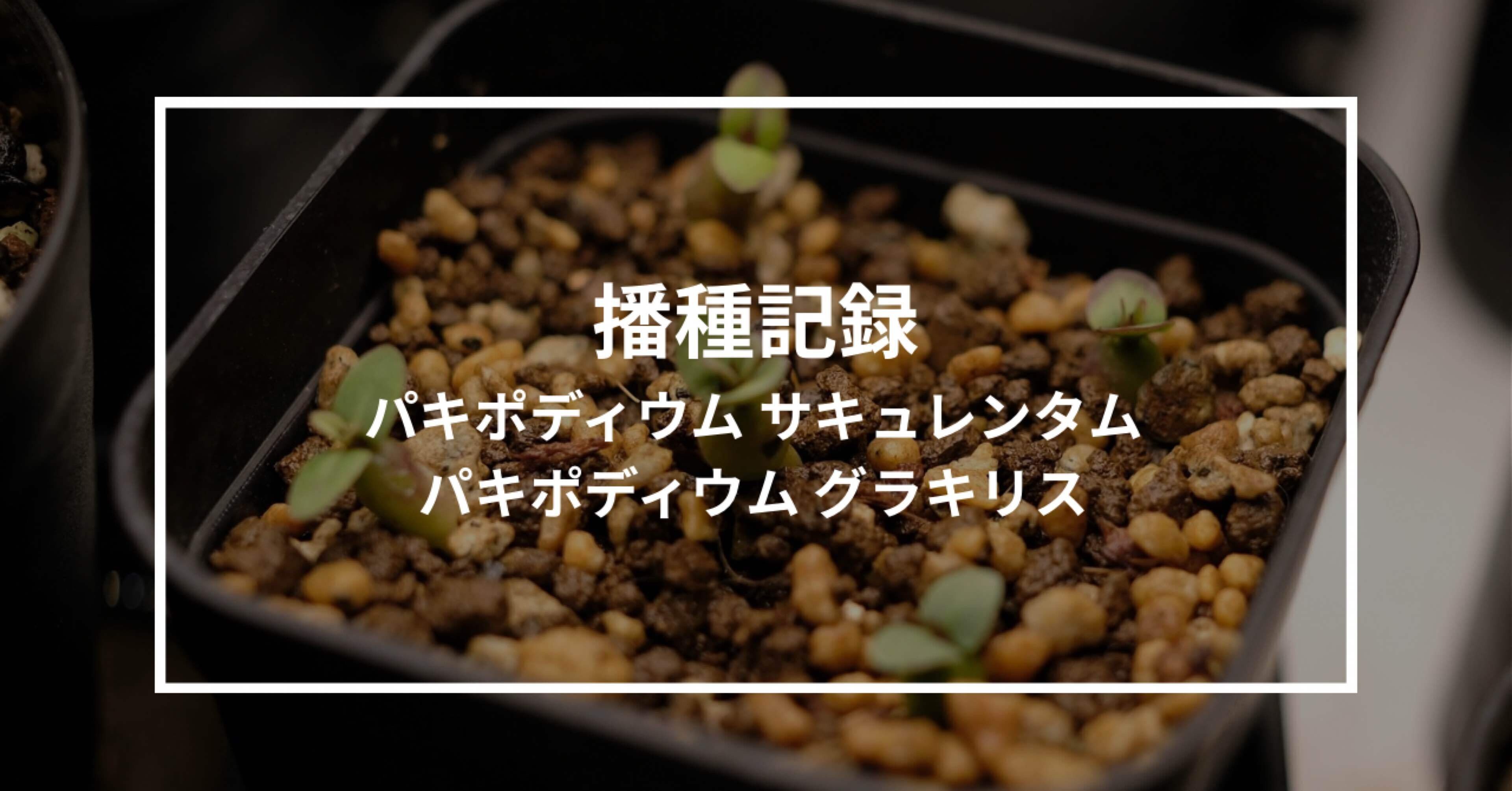 播種記録】サキュレンタム グラキリス｜ﾘｮｳﾀ