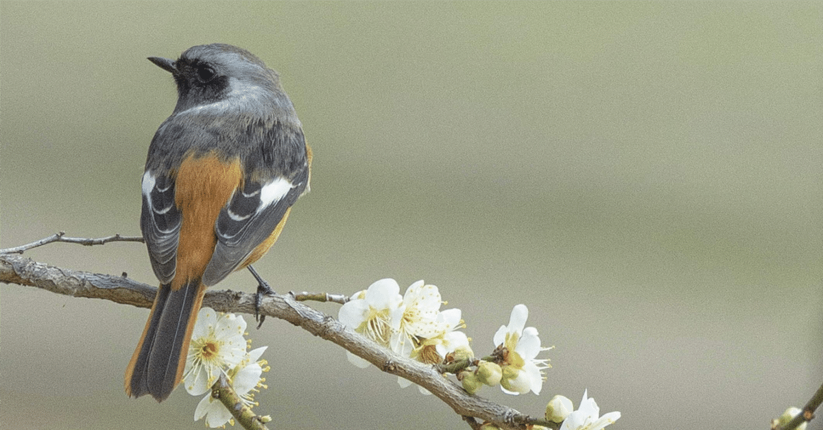 2025年最新】野鳥撮影におすすめのレンズ4選！ソニー・キヤノン