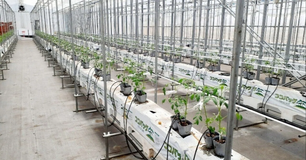 農家必見】定植前に差がつく！光合成を最大化する栽培計画の立て方 