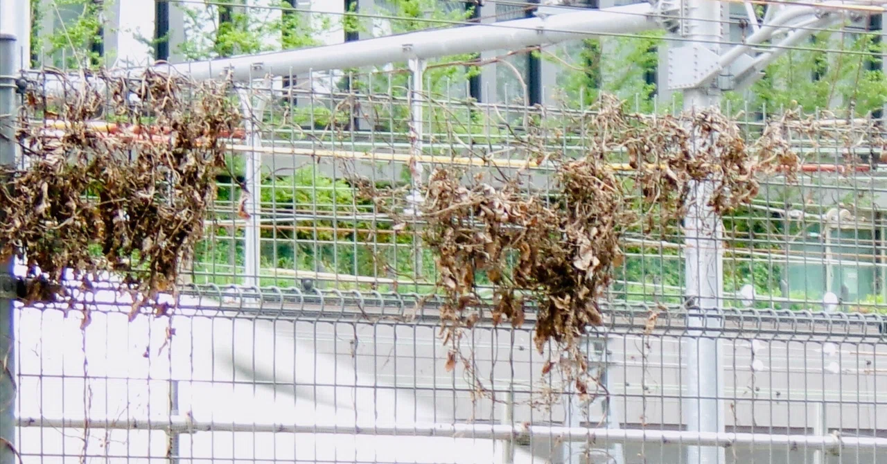 「枯れ草」や「枯れ葉」をみると、“何年もの”なのか？が気になるようになった｜おちまこと