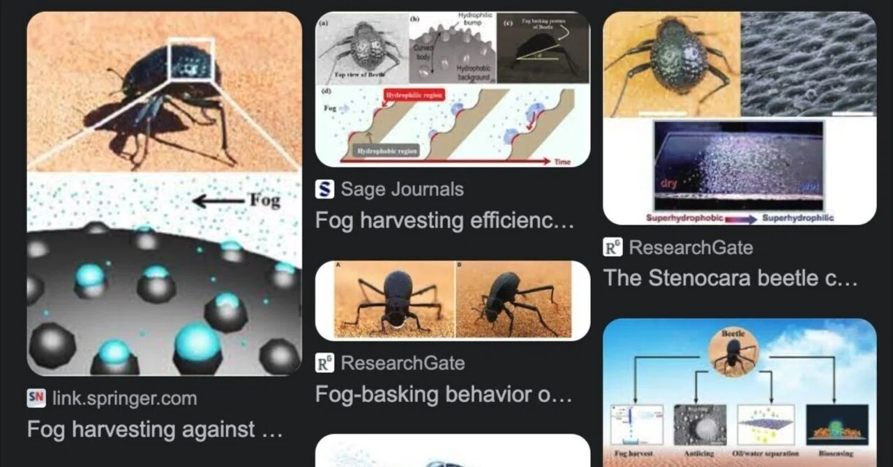 Biomimeticsの裏話 ナミブ砂漠のキリアツメを巡るスキャンダル|Gyroid Biomimeticsの裏話 ナミブ砂漠のキリアツメを巡るスキャンダル|Gyroid