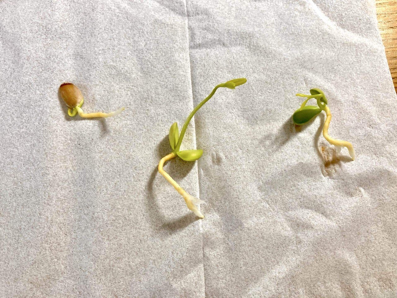 現品限り一斉値下げ！ カラタチの発芽｜GNU フルーツ・果実