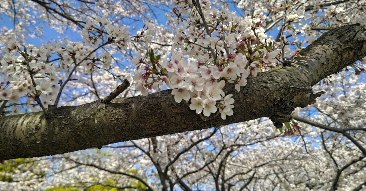 去る人は知らずと去る、残る人は何があれど残る、ご縁とは何？｜釋一承（しゃくいちじょう）