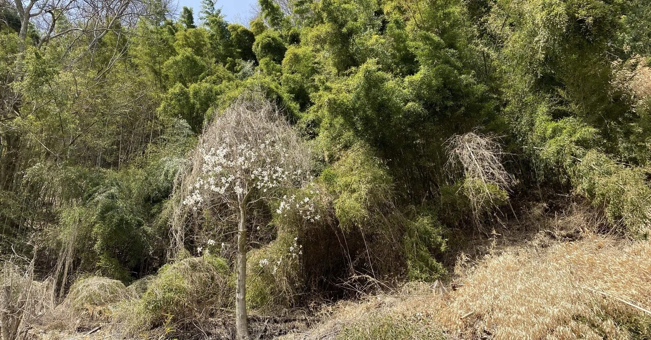 息を吹き返す里山を感じる春｜おもがえ通信