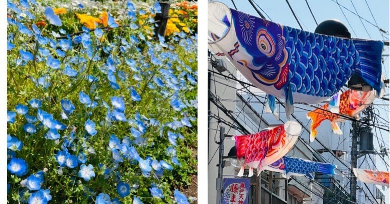 特大　鯉のぼり 鯉のぼり - 株式会社ハート