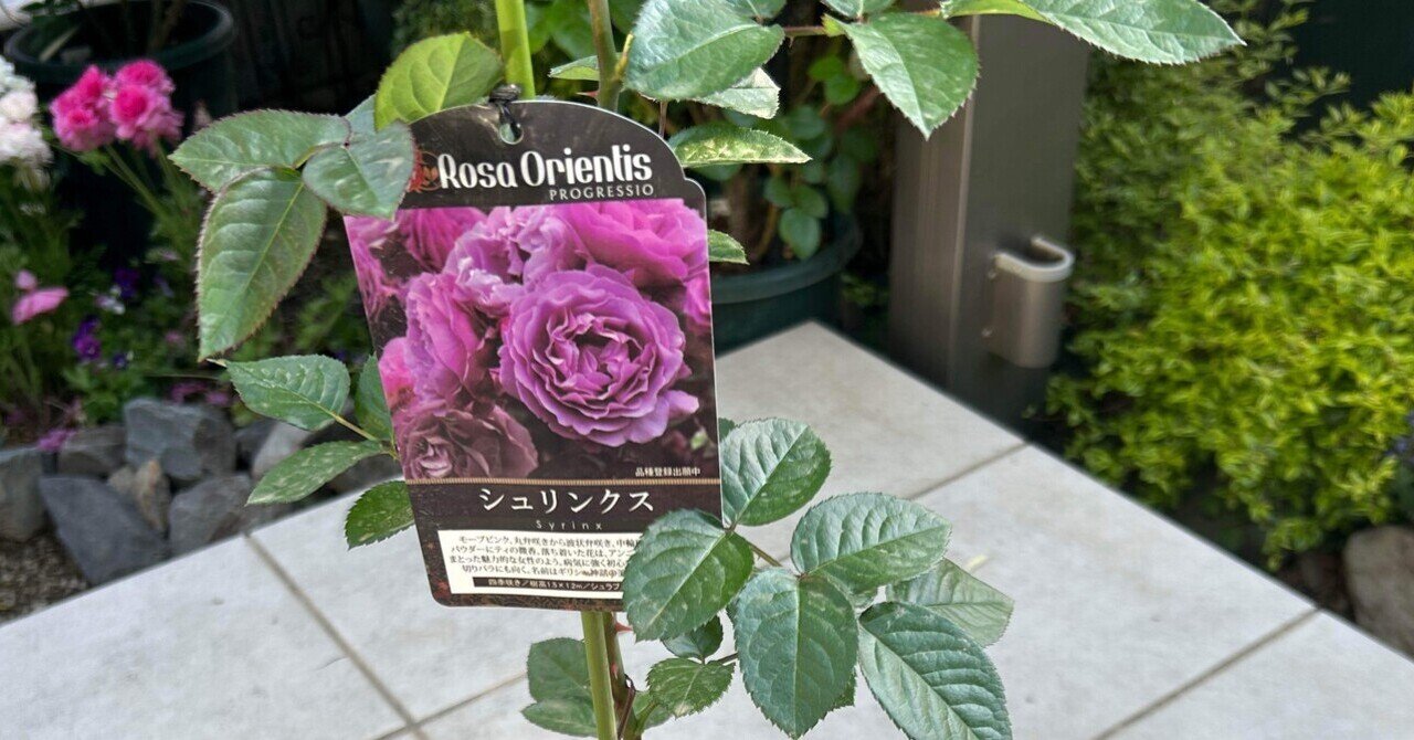 届きました！2025年春の新苗第一弾！｜オリーブ