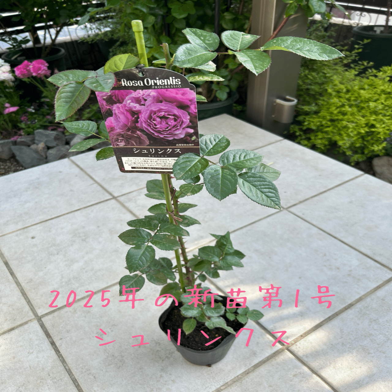 届きました！2025年春の新苗第一弾！｜オリーブ