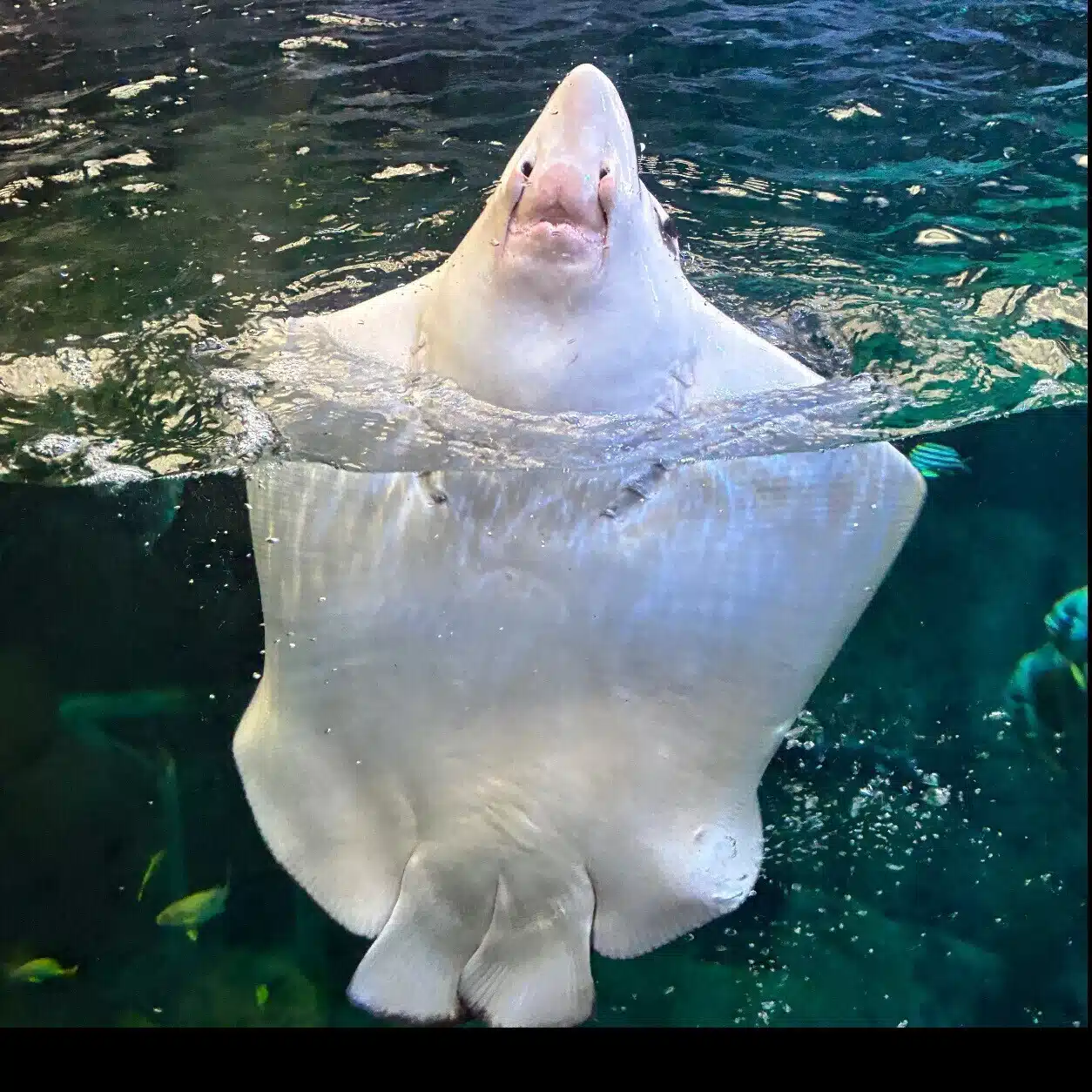 浅葱まれあ