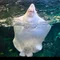 浅葱まれあ