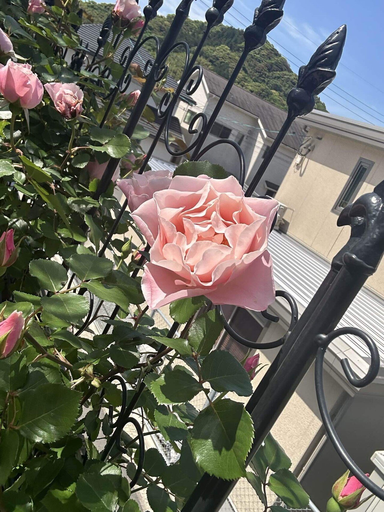 届きました！2025年春の新苗第一弾！｜オリーブ