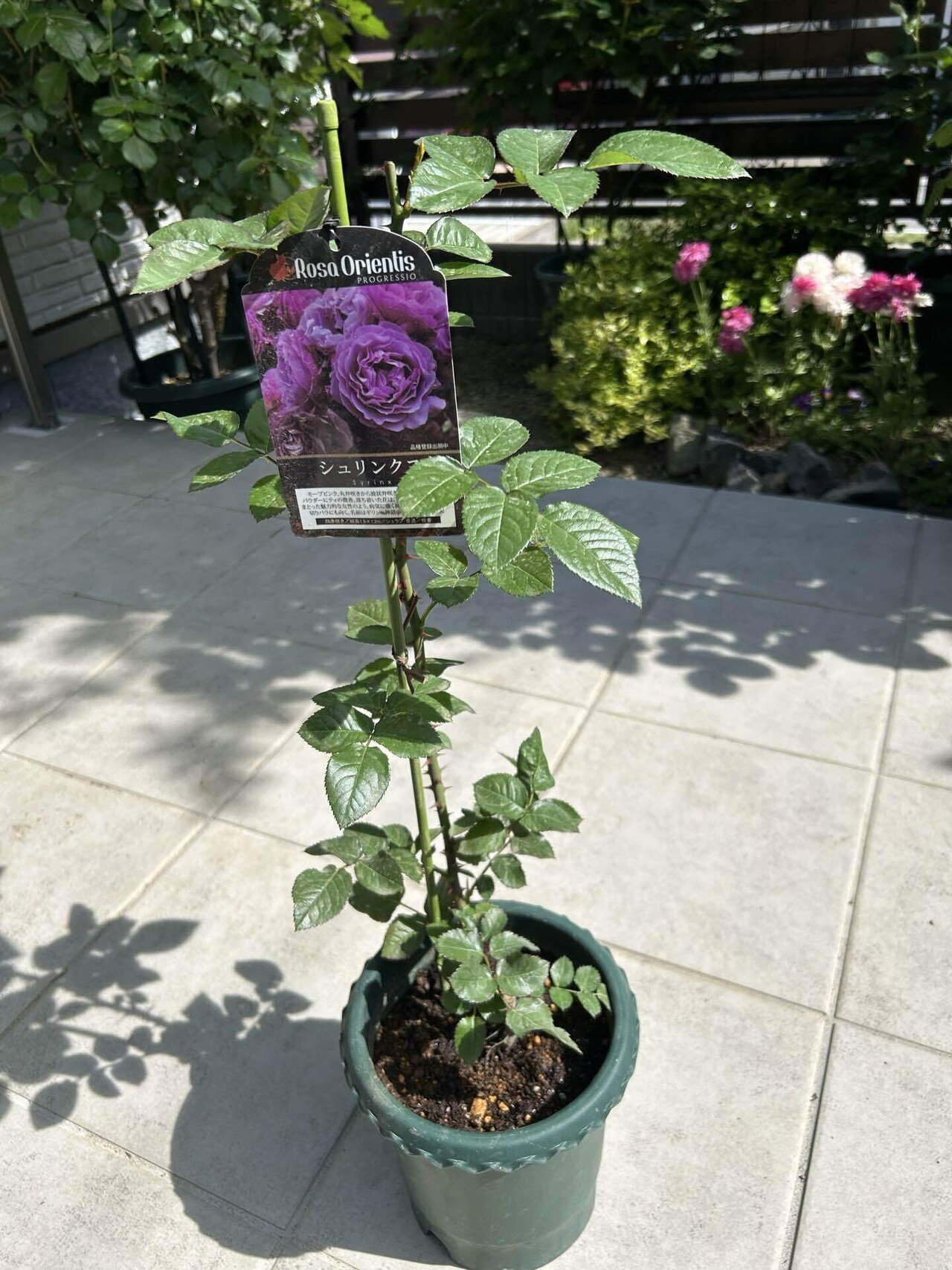 バラ苗　購入前にコメント 届きました！2025年春の新苗第一弾！｜オリーブ