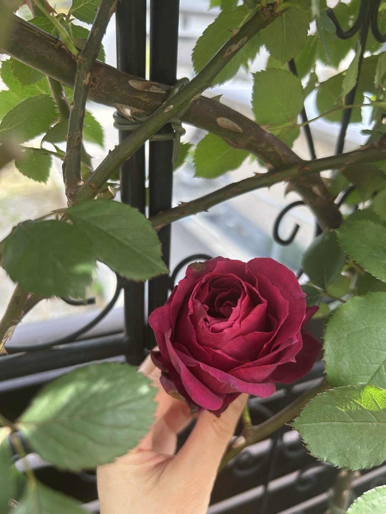 届きました！2025年春の新苗第一弾！｜オリーブ