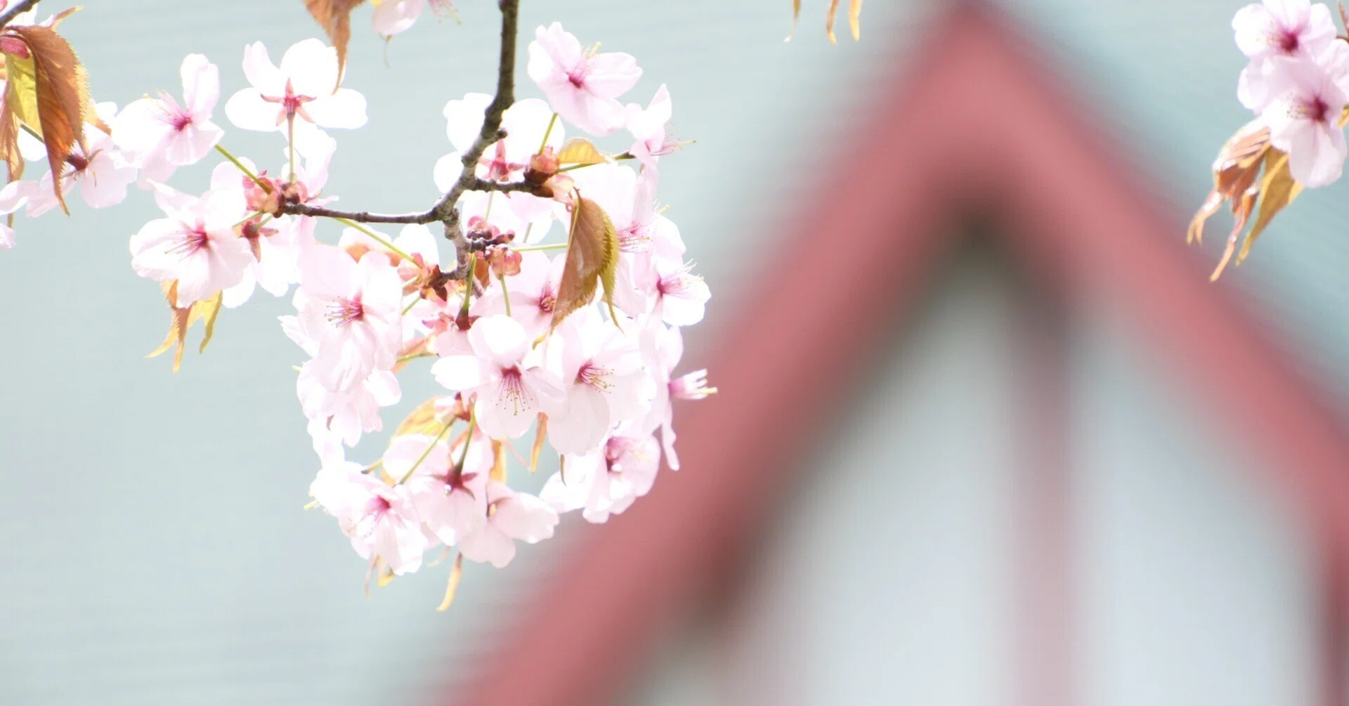 X-T5】桜がやってきた(その2)2025年4月27日｜No.54
