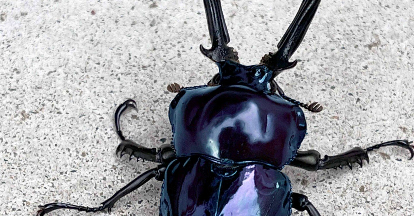 ニジイロクワガタ　美品 人気種／ 世界で最も美しいクワガタ ニジイロクワガタ 成虫 ♂40〜49mm