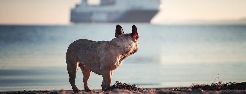 ビートルズは犬派 犬をテーマにしたビートルズの名曲を紹介 りばすみ Note