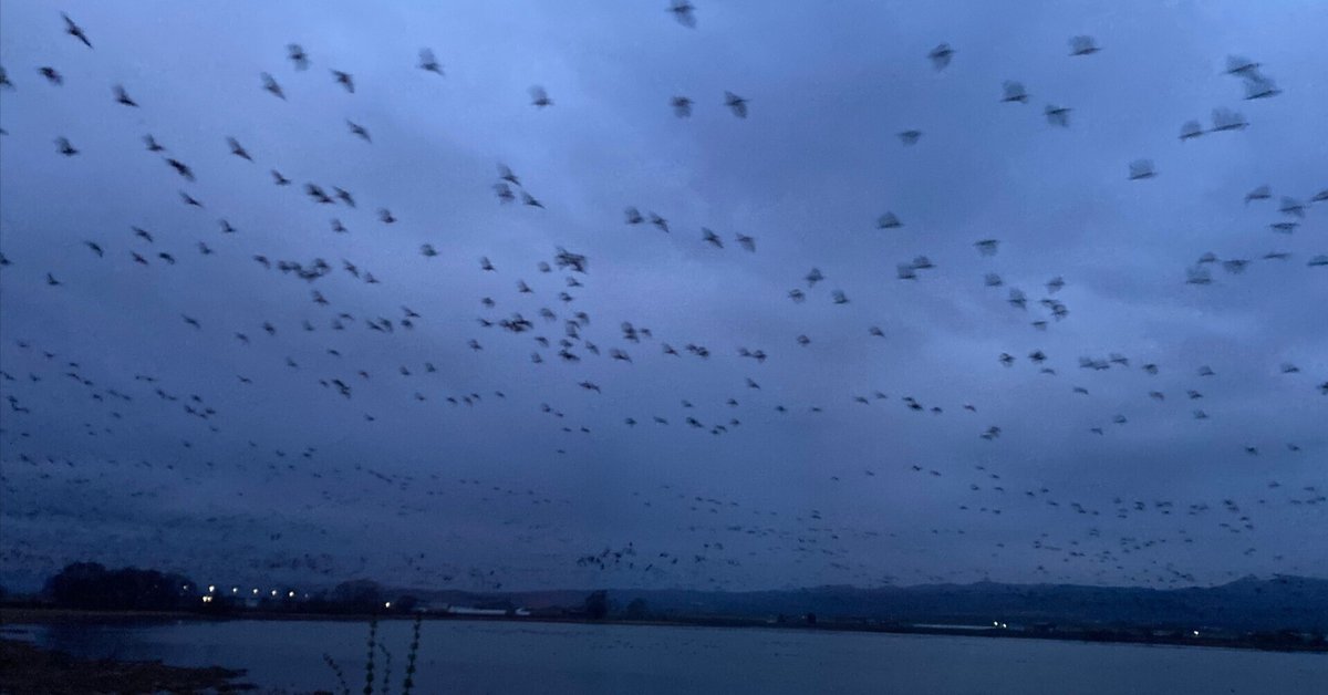 水石 観賞石 雲海 眺めいい ほっとひとときの空間に❣️ 芳しく