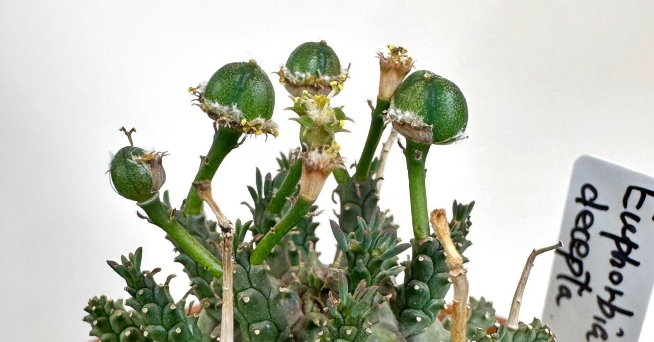 Euphorbia decepta の小苗が花を咲かせ始めていました