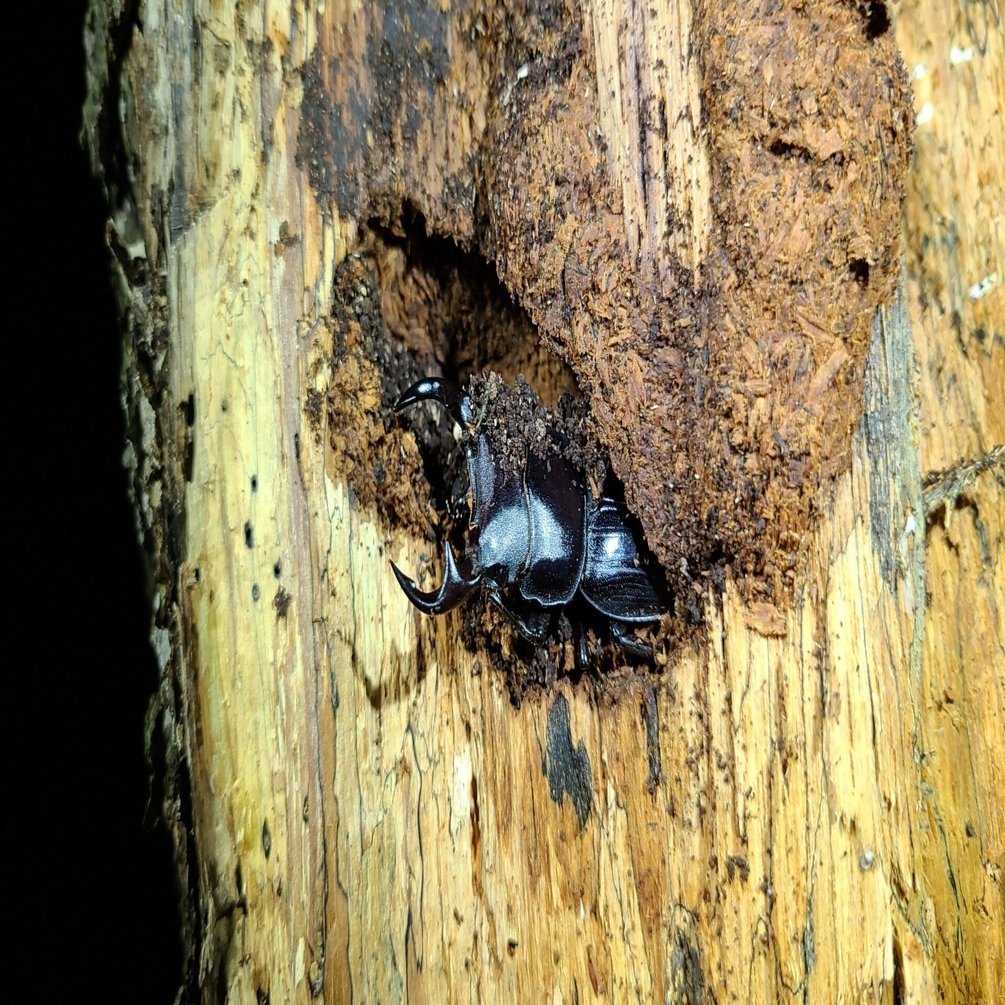 対馬・関西地方 オオクワガタ採集記 ～対馬編～｜キヨタミ