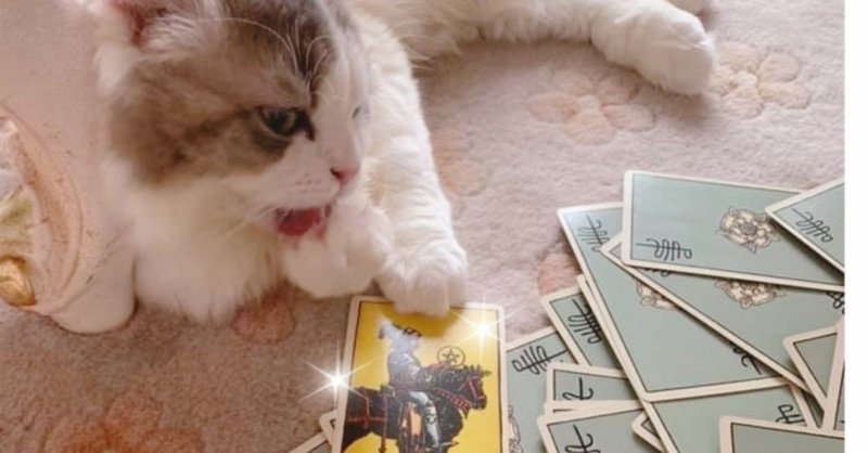猫カフェ会のお知らせ Sapporo Mankame Note 猫カフェ会のお知らせ Sapporo Mankame Note