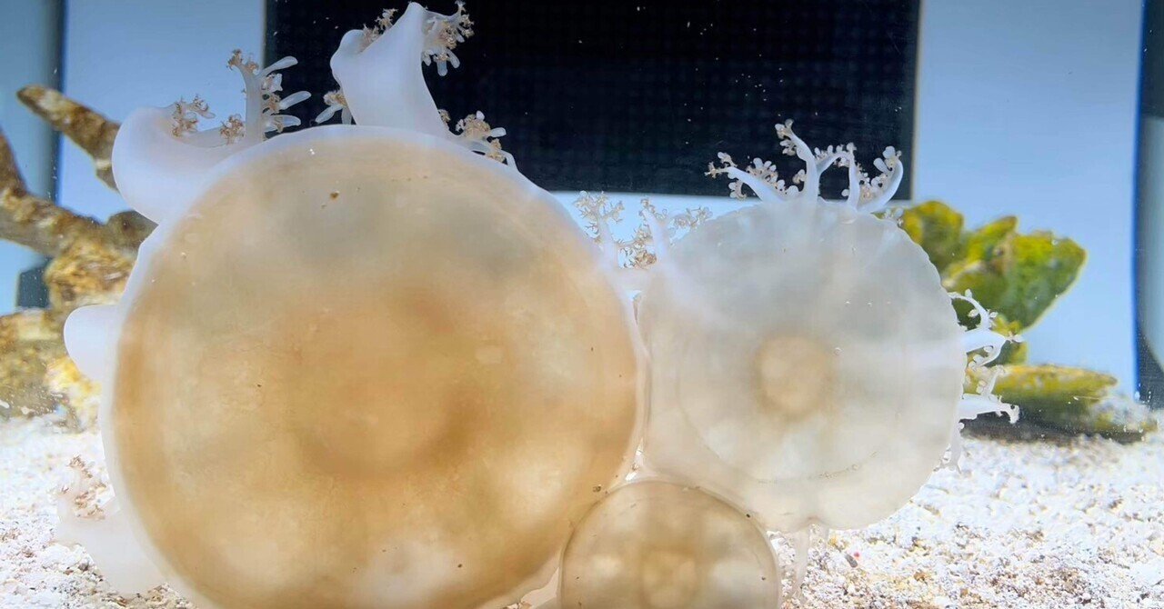 逆さクラゲ 逆さクラゲ」の意味や使い方 わかりやすく解説 Weblio辞書