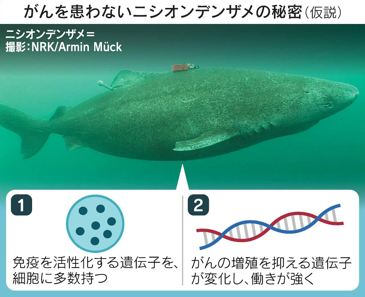 ニシオンデンザメ 寿命