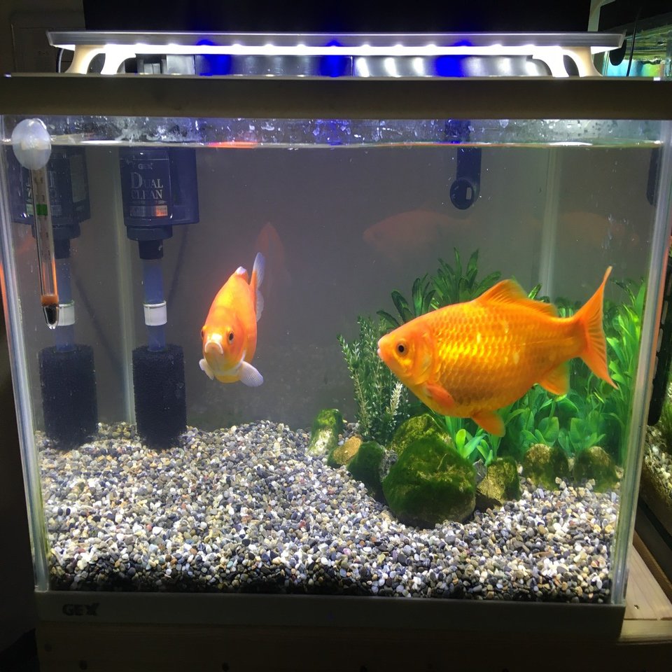 水槽がおかしくなった原因 あわわ Note