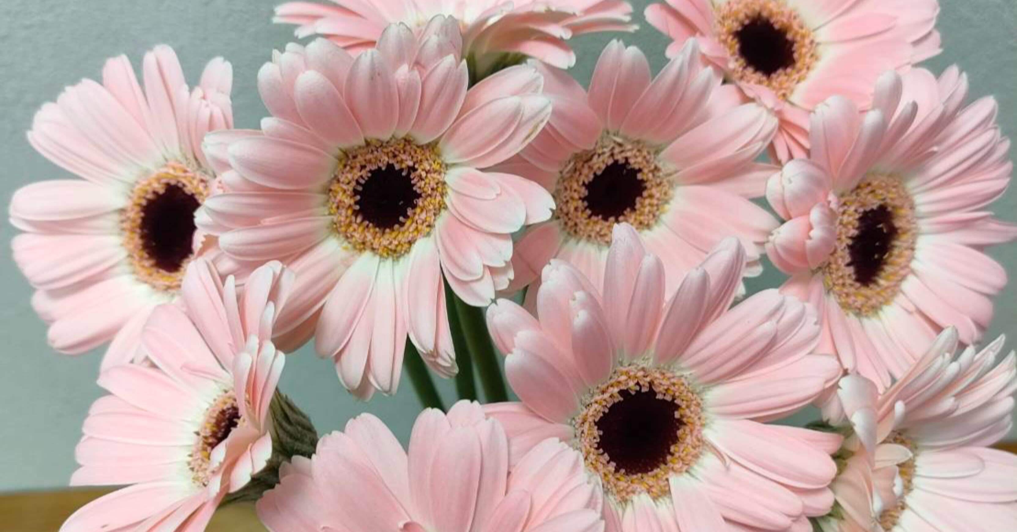 ガーベラ ディクソン｜seren1023