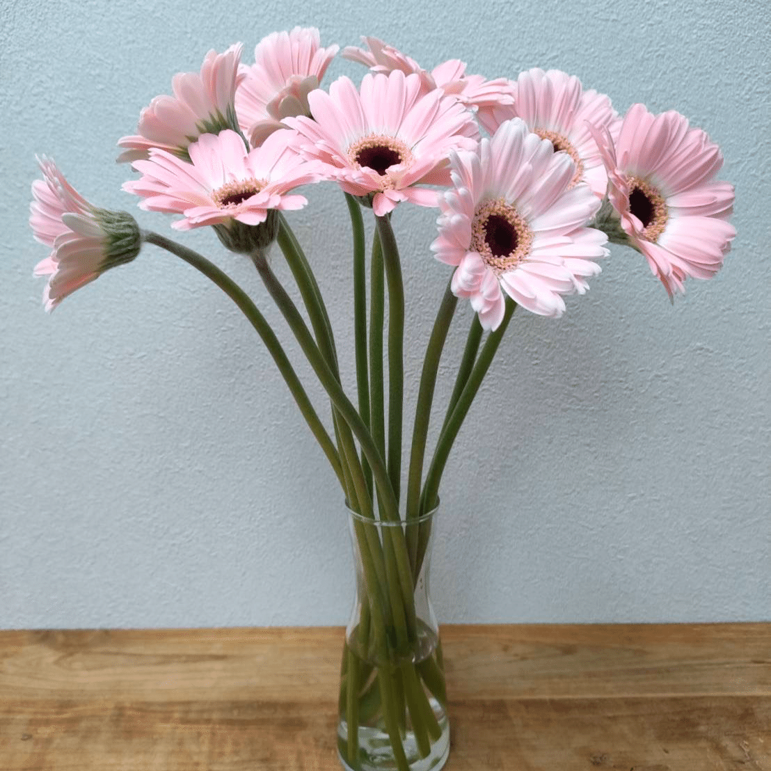 ガーベラ ディクソン｜seren1023