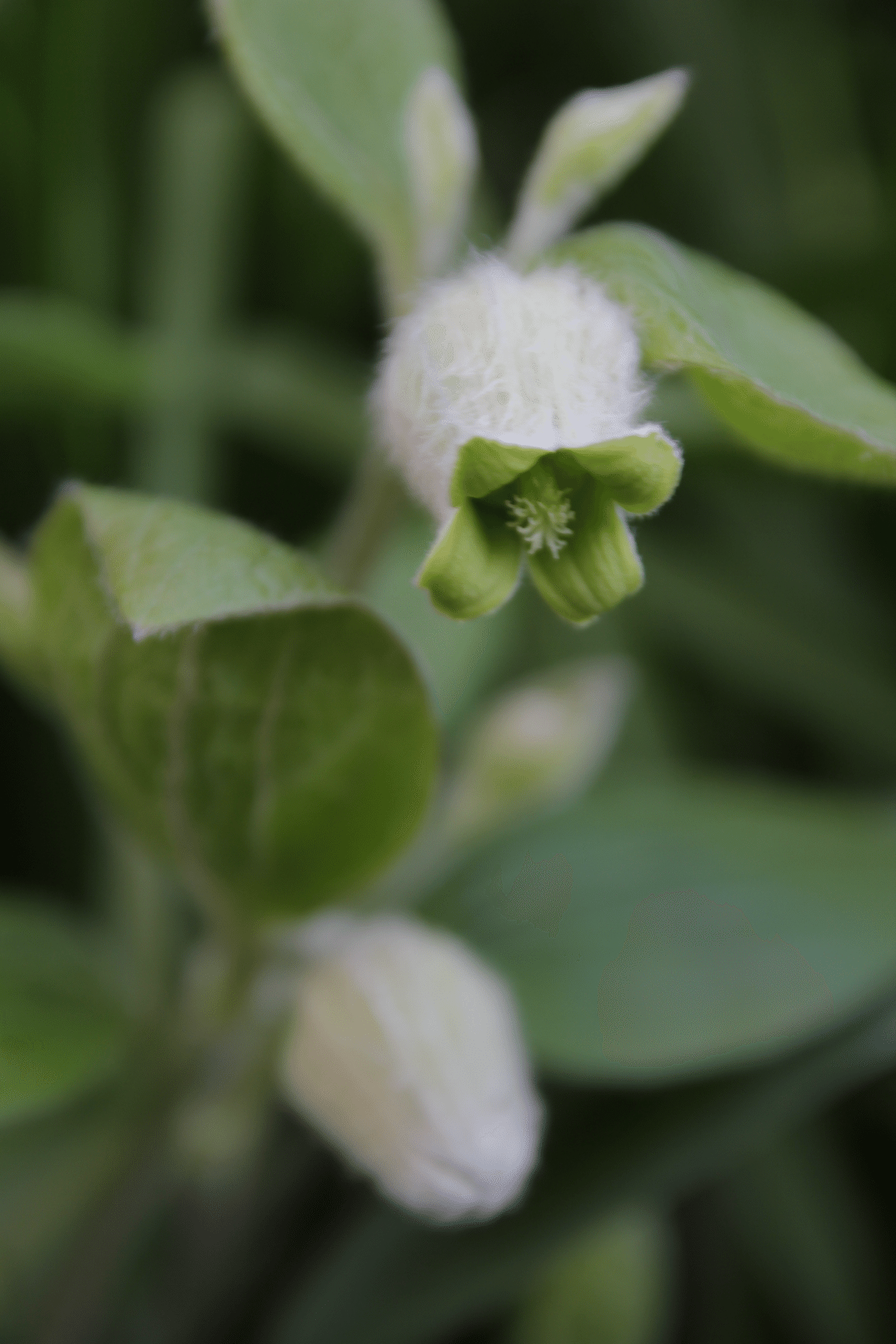 クレマチス🤍コアクチリス✨｜すず