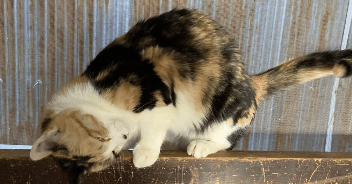 MagicTheGathering レガシー 白単デス＆タックス考察記事2025