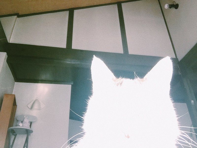 この世で1番もったいない猫嫌い コバルトブルー Note この世で1番もったいない猫嫌い コバルトブルー Note