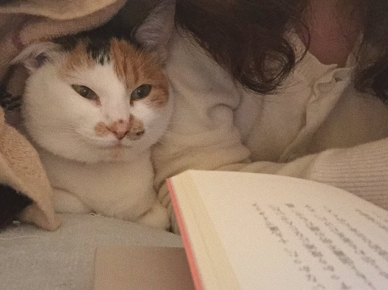 この世で1番もったいない猫嫌い コバルトブルー Note この世で1番もったいない猫嫌い コバルトブルー Note