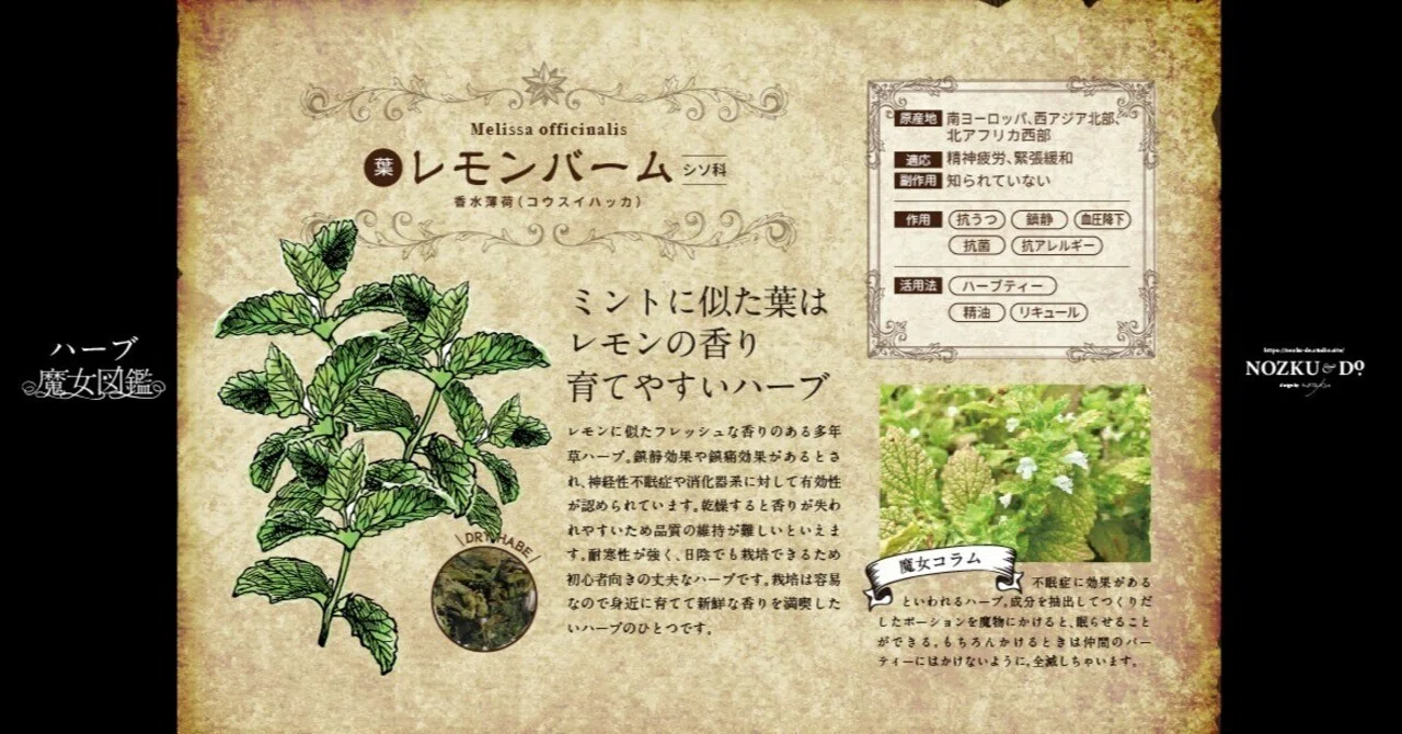 ハーブ魔女図鑑No.010｜レモンバーム：西洋菩提樹（セイヨウボダイジュ