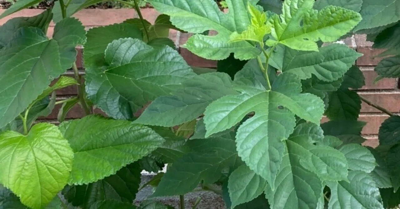 桑ってすごいんです‼ 桑の効能と桑茶について｜モト