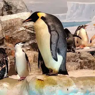 好転ペンギン