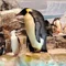 好転ペンギン