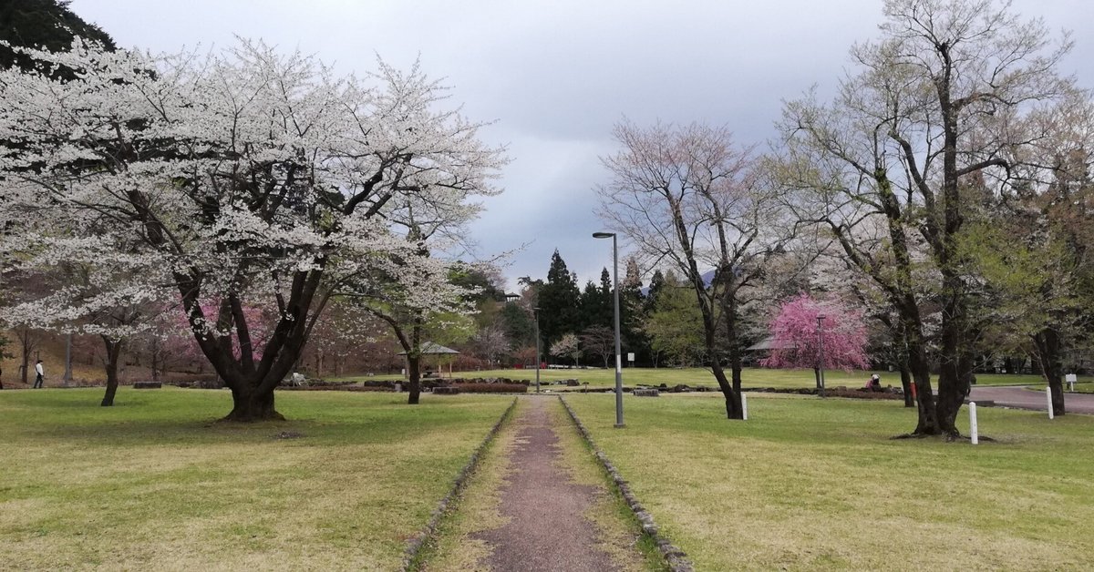 本巣🌸満開の根尾谷淡墨桜🌸お花見記｜すすむ