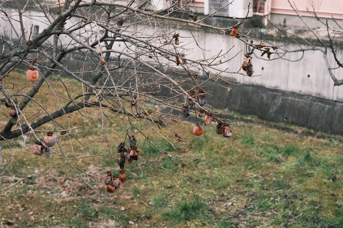 画像37