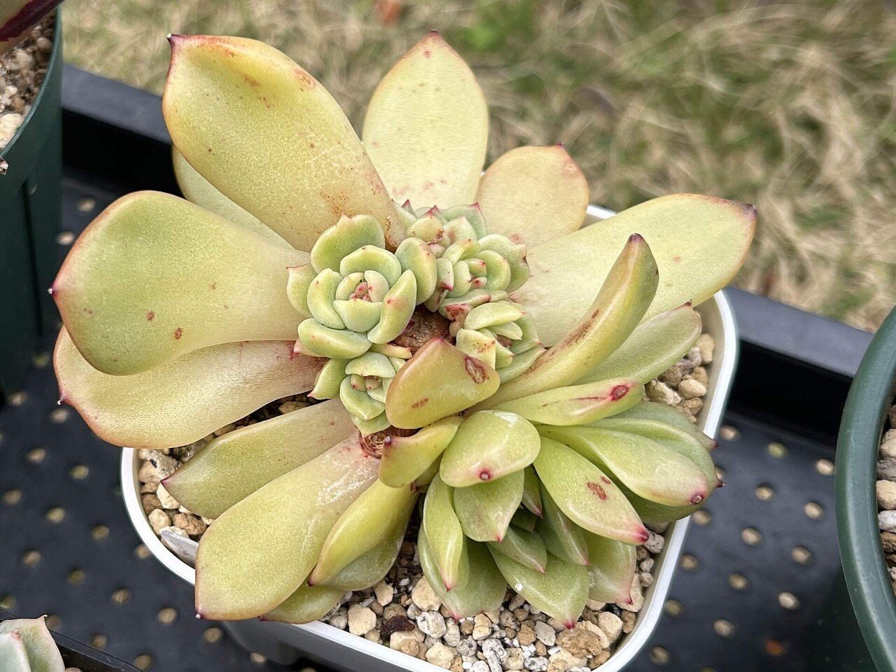 多肉植物雑記2 ハダニ｜5