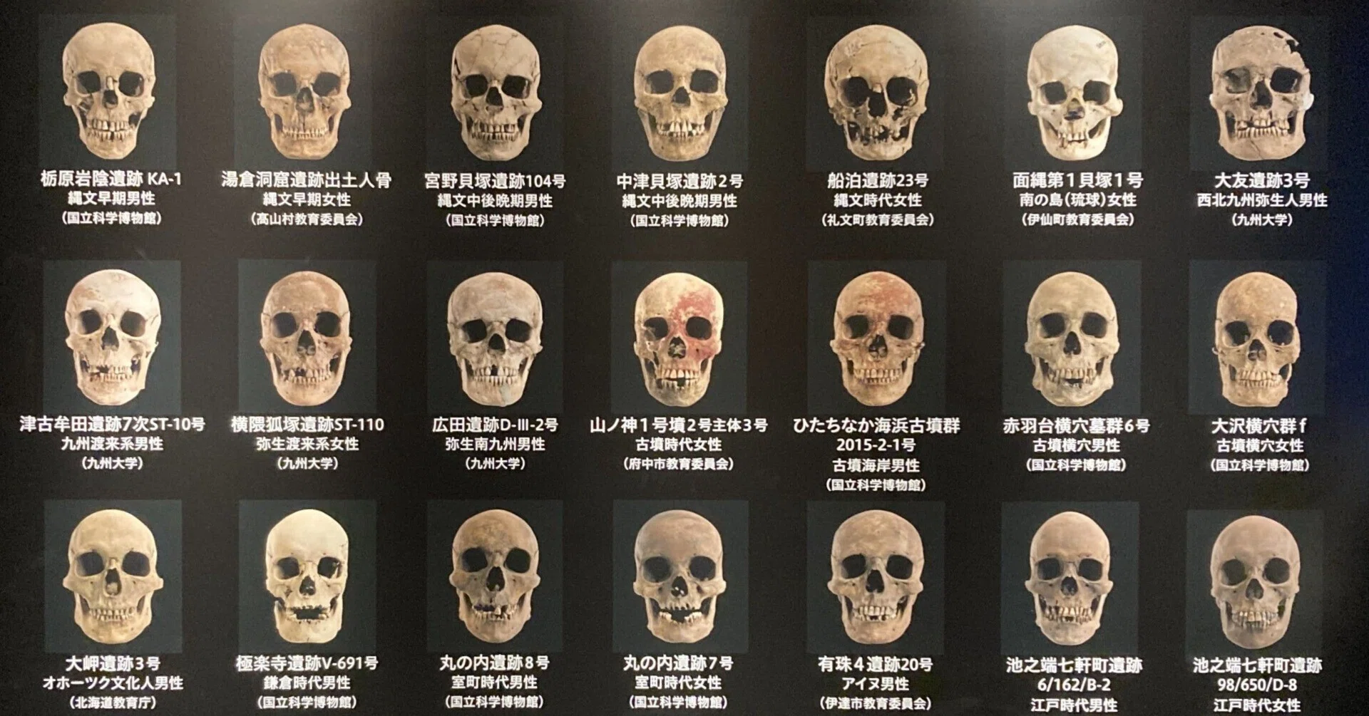 国立科学博物館 特別展「古代DNA ―日本人のきた道―」Special