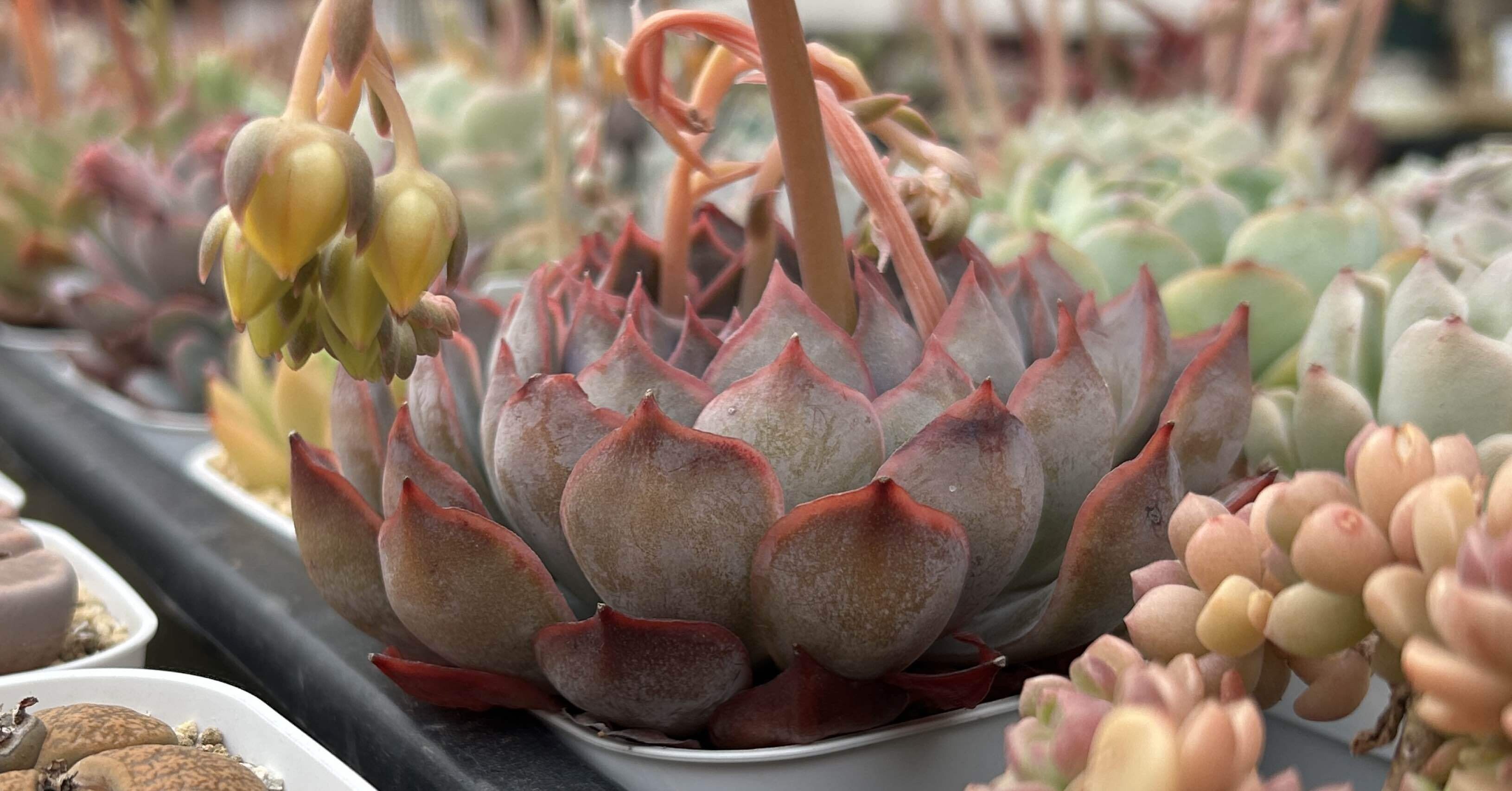 多肉植物 乙女蛍＆木花咲耶(葉っぱ2枚) 多肉植物 乙女蛍＆